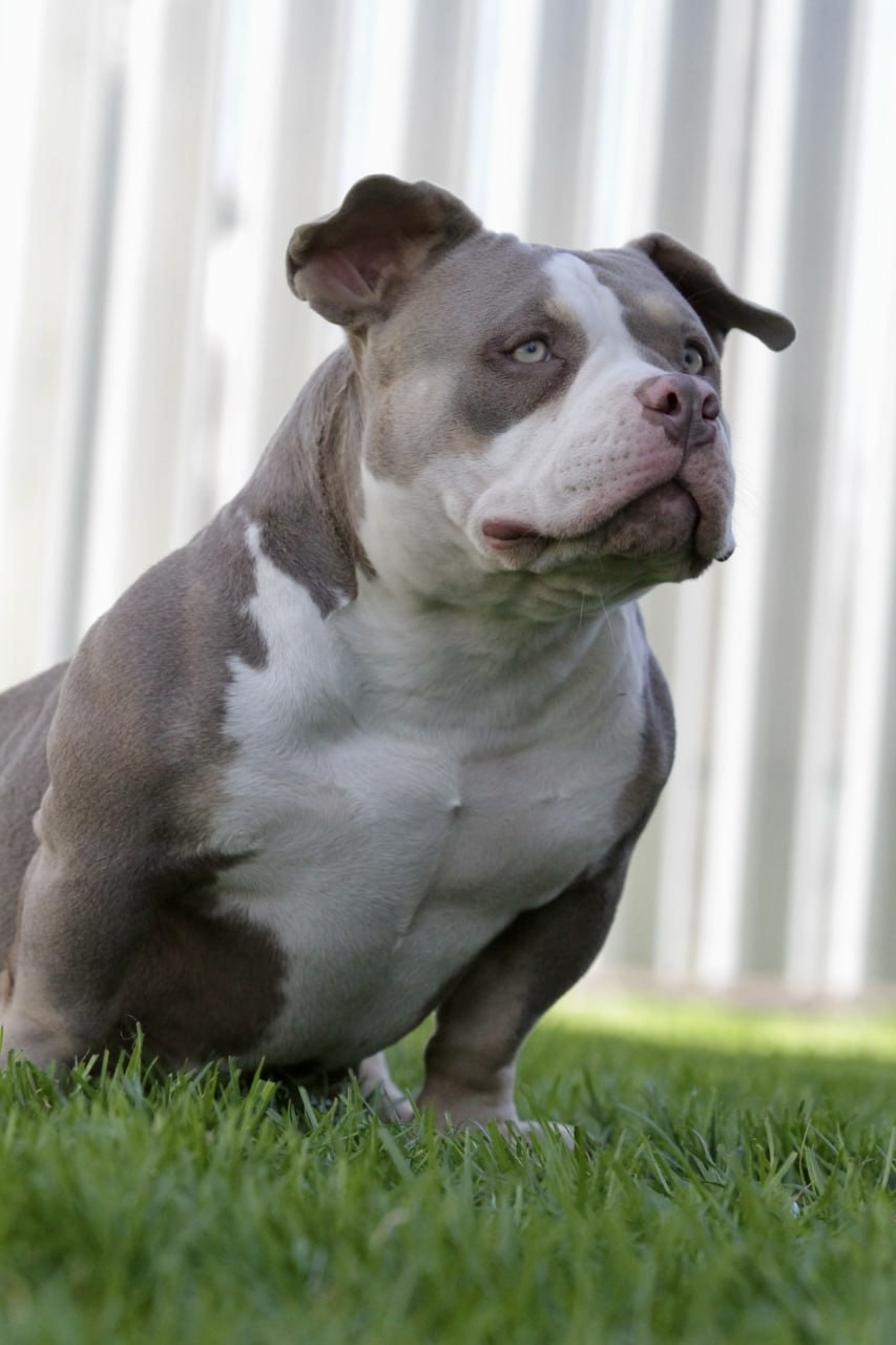 PENTAGON BULLIES SUNNY — Night Drakula Kennel